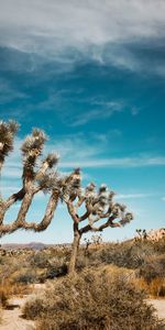 Naturaleza,Árboles,Arbusto,Pradera,Joshua,Josué