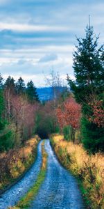 Nature,Arbres,Route,Buissons