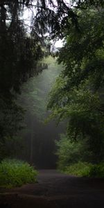 Naturaleza,Árboles,Arbusto,Camino,Bosque