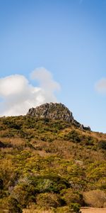 Nature,Trees,Bush,Rock,Stone