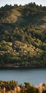 Pente,Colline,Nature,Arbres,Buissons