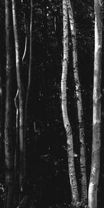 Nature,Trees,Bw,Birch,Forest,Chb