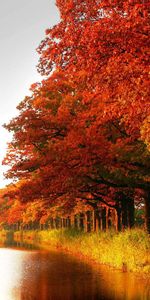 Otoño,Árboles,Naturaleza,Bosque,Canal