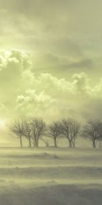 Brouillard,Arbres,Nuages,Nature