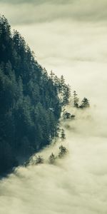 Arbres,Nuages,Forêt,Brouillard,Nature