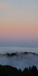 Nature,Nuages,Brouillard,Forêt,Arbres