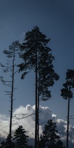 Tops,Naturaleza,Árboles,Nubes,Arriba,Contornos,Noche