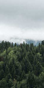 Naturaleza,Árboles,Nubes,Arriba,Niebla,Tops