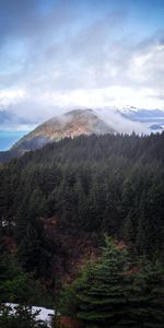 Naturaleza,Costa,Niebla,Abeto,Cerro,Loma,Árboles