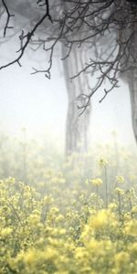 Nature,Trees,Colors,Color,Herbs,Herbage,Bark,Fog