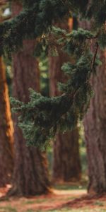 Pin,Conifère,Forêt,Branche,Arbres,Nature