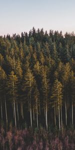 Nature,Trees,Coniferous,Forest,Pine