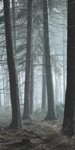 Nature,Trees,Coniferous,Forest,Pine,Fog