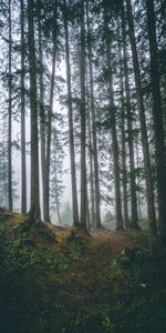 Naturaleza,Árboles,Pino,Bosque,Niebla,Bañador,Conífero