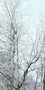 Branches,Couronnes,Arbres,Couronne,Givre,Nature,Neige,Gel