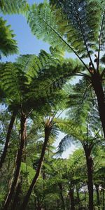 Nature,Trees,Crown,Crowns,Palms