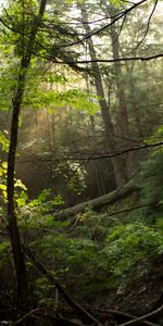 Nature,Trees,Drops,Forest,Branches