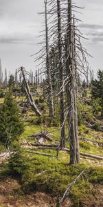 Nature,Trees,Dry,Forest,Bavaria