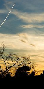 Nature,Trees,Dusk,Evening,Traces,Sky,Twilight,Airplane,Silhouettes,Plane