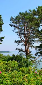 Pin,Lituanie,Élévation,Nature,Arbres,Mer