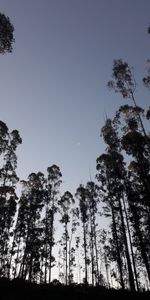 Nature,Trees,Evening,Bottom View,Moon