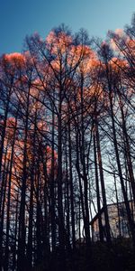 Soir,Nature,Forêt,Arbres,Loger,Maison