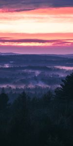 Soir,Forêt,Nature,Brouillard,Sky,Arbres,Coucher De Soleil