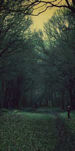 Déchu,Tombé,Feuillage,Forêt,Nature,Arbres,Sombre