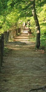 Nature,Trees,Fence,Park