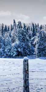 Nature,Trees,Fence,Winter,Snow