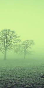 Nature,Trees,Field,Fog