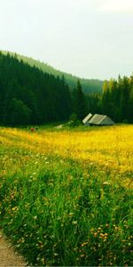 Nature,Trees,Field,Path,Trail,Grass