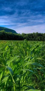 Nature,Trees,Field,Rows,Ranks,Maize,Corn