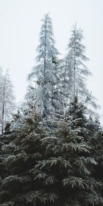 Nature,Trees,Fir Trees,Coniferous,Forest,Pine