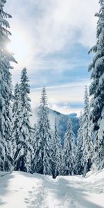 Nature,Trees,Fir Trees,Path,Traces,Winter,Snow,Forest