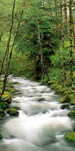 Nature,Trees,Flow,Stream,Mountain River,Forest