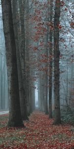 Nature,Trees,Fog,Autumn