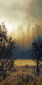 Nature,Trees,Fog,Autumn,Dawn