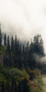 Forêt,Élévation,Brouillard,Nature,Arbres