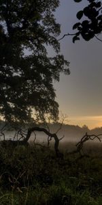 Naturaleza,Árboles,Niebla,Raíces,Noche