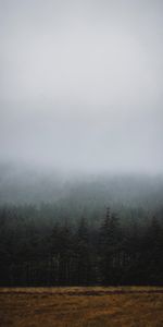 Nature,Trees,Fog,Fir,Spruce,Darkness,Forest