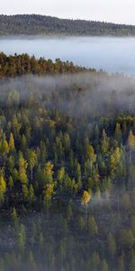 Árboles,Bosque,Niebla,Naturaleza