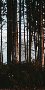 Nature,Trees,Fog,Forest,Trunks