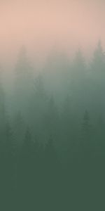 Nature,Brouillard,Silhouettes,Brume,Arbres