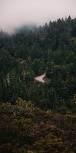 Tourner,Brouillard,Route,Tour,Forêt,Nature,Arbres