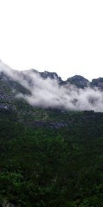 Brouillard,Nature,Fumée,Arbres,Italie