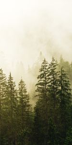 Nature,Trees,Fog,Spruce,Fir,Forest