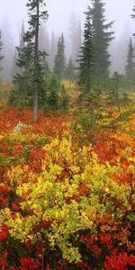 Forêt,Nature,Arbres,Automne