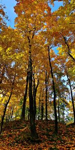 Nature,Forêt,Arbres,Automne