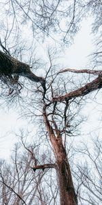 Nature,Trees,Forest,Branches,Bottom View